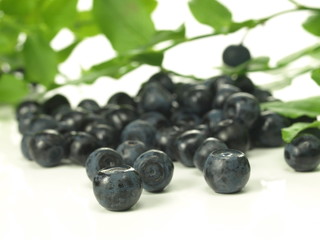 Blueberries,closeup