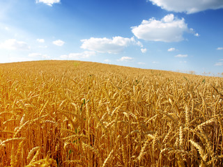 Wheat field against a blue sky