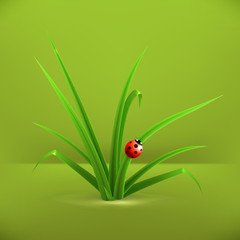 Ladybug and grass, vector