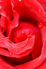 Red rose flower closeup