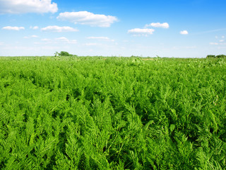 Fototapeta na wymiar carrot field