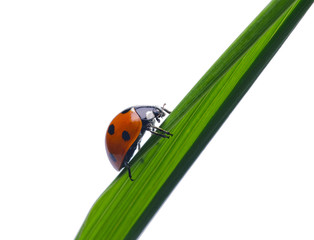 ladybug