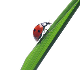 ladybug