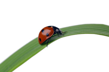 ladybug