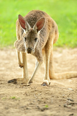 Kangaroo