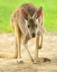Kangaroo