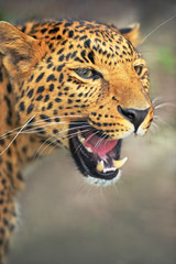 Leopard portrait