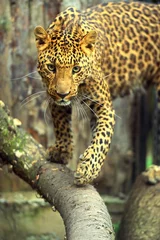 Foto op Canvas Leopard portrait © kyslynskyy