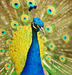 Peacock peafowl with his tail feathers