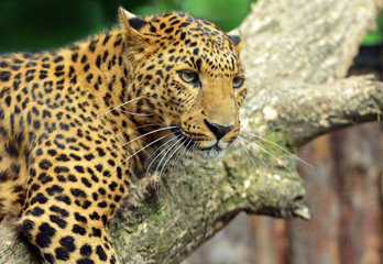 Leopard portrait