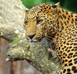Leopard portrait