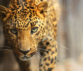Leopardenporträt