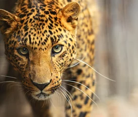 Selbstklebende Fototapete Foto des Tages Leopardenporträt
