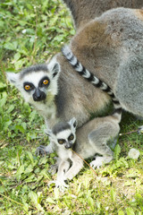 lemur family