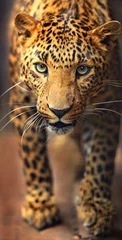 Foto auf Acrylglas Leopardenporträt © kyslynskyy