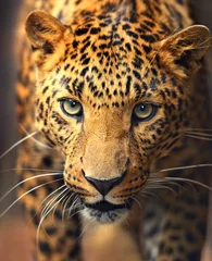 Abwaschbare Fototapete Leopardenporträt © kyslynskyy