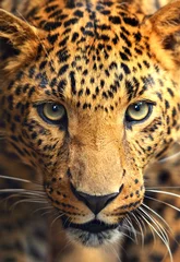Foto auf Acrylglas Leopardenporträt © kyslynskyy