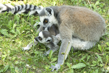 lemur family