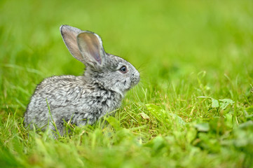 Naklejka na ściany i meble A hare is in a green grass