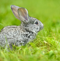 A hare is in a green grass
