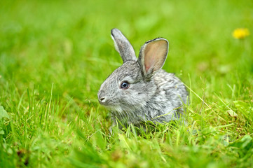 A hare is in a green grass