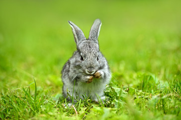 Naklejka na ściany i meble A hare is in a green grass