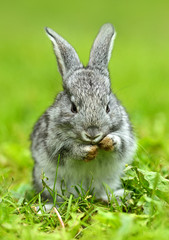 A hare is in a green grass