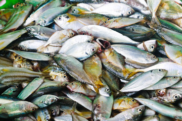 fresh fish from sea market