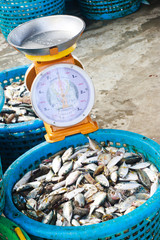 fresh fish from sea market