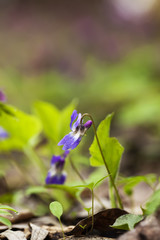 Lonely a violet flower against leaves