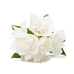 Obraz na płótnie Canvas white flowers on white background