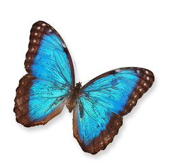 Blue butterfly