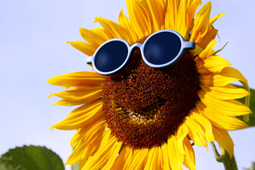Lachende Sonnenblume