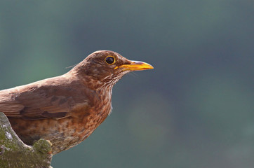 Female blackbird