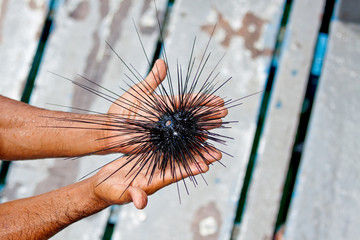 Long spined sea urchin on beach man hands