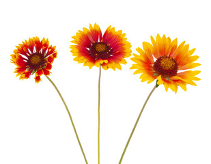 Gaillardia flower