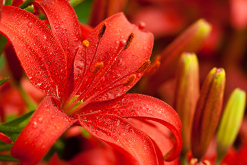 red lilly flowers - obrazy, fototapety, plakaty