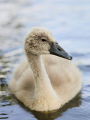 Schwan-16373b1