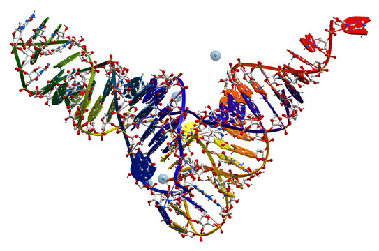 Transfer Ribonucleic Acid Of Yeast. 3D Molecular Structure