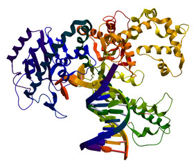 DNA polymerase I. An enzyme that participates in DNA replication