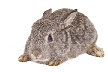 rabbit isolated