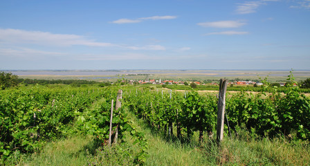 Fototapeta na wymiar Wypoczynkowe i wino wioska Mörbisch nad jeziorem Neusiedl