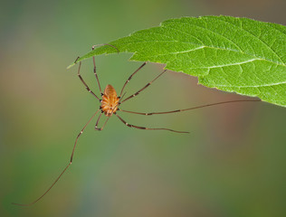 Daddy long legs hanging from leaf