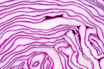 Obraz premium blue cabbage