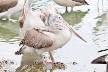 brown pelican, pelecanus occidentalis