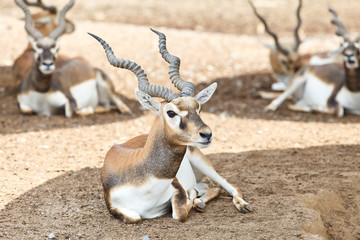 A young male deer sits in the ground