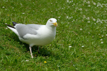 Silbermöwe