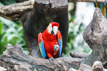 Naklejka premium Red macaw sitting on branch