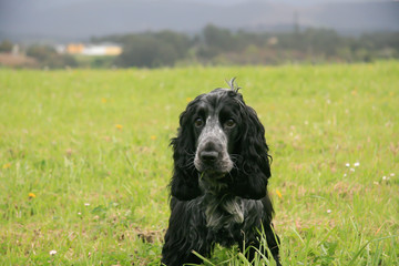 cocker