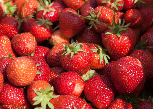 Nahaufnahme vieler ernterfrisch gepflückte Erdbeeren